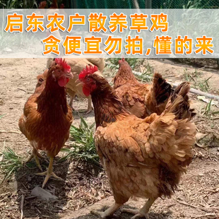 启东特产农户散养土鸡鸡公鸡母鸡草鸡谷物玉米小麦海鲜蔬菜饲养鸡