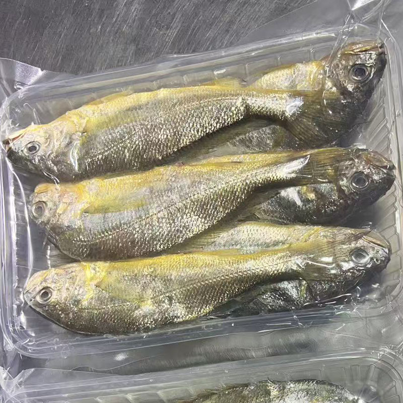 吕四黄鱼野生海捕新鲜