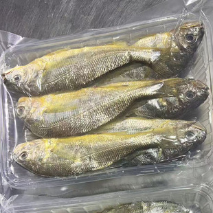 启东吕四海鲜特产野生黄鱼新鲜海捕中黄鱼拍4斤江浙沪皖顺丰包邮