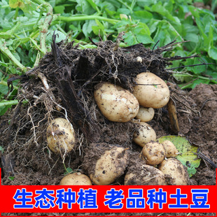 恩施小土豆 巴乡农哥硒土豆马铃薯5斤 高山老品种农家马尔科洋芋