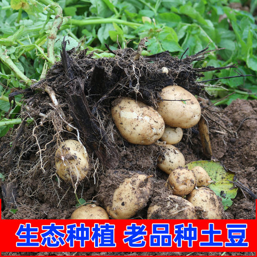 生态种植恩施老品种马尔科小土豆