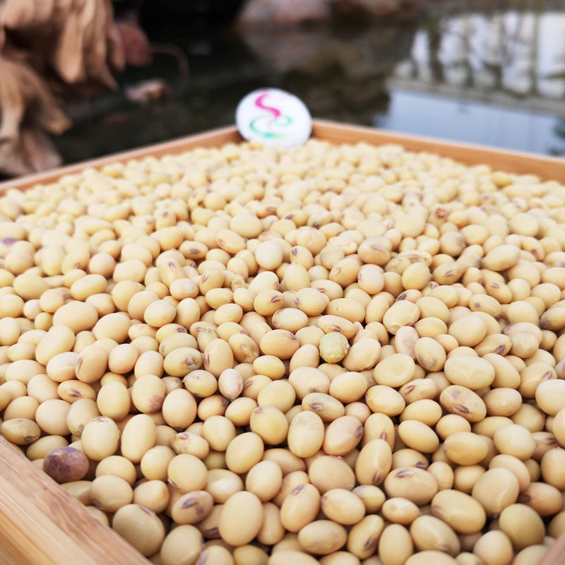 恩施老品种黄豆 农家自种富硒青黄豆 2025新豆打豆浆香浓笨土黄豆