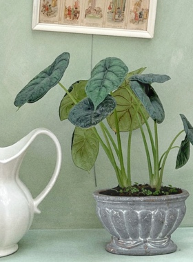 世界岛 法式红陶浮雕花盆无孔室内绿植套盆做旧花器盆栽容器盆景