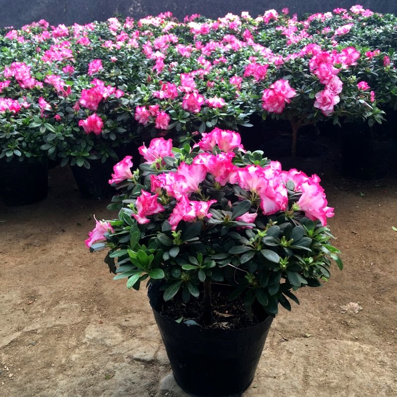 杜鹃花树苗带花苞映山红老桩四季开花植物室内外阳台盆栽庭院花卉