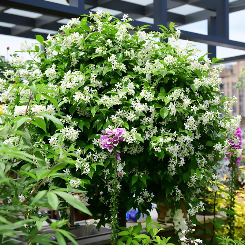 风车茉莉爬藤花卉植物盆栽络石藤苗庭院四季常青银丝茉莉藤蔓耐寒