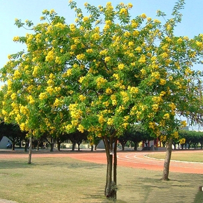 香花槐树苗庭院别墅厂区栽植景观黄花槐红花槐树花多浓香耐寒易活