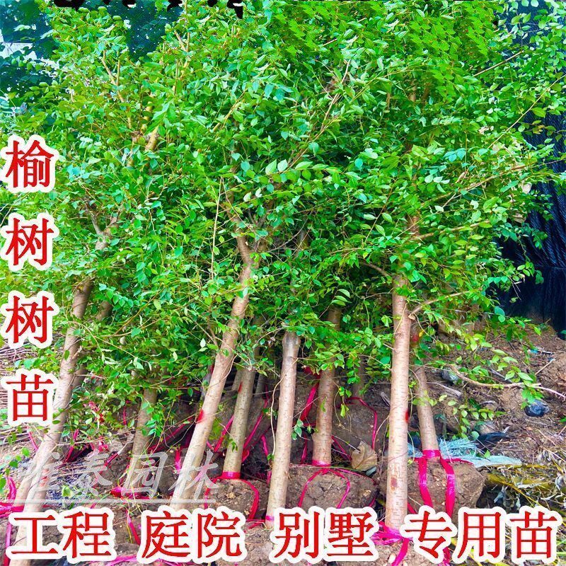 耐寒榆树苗榆树小苗白榆家榆榆钱树别墅庭院道路绿化工程精品树苗