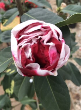 15年大理茶花老品种正宗血丝玛瑙大理茶花血丝玛瑙玛瑙茶花云茶