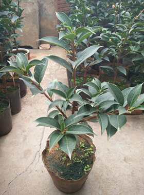 老品种牡丹高档云南茶花