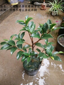 云南茶花云茶蝶翅茶花奇缺稀少大理茶花珍贵大理茶花云南茶花珍品