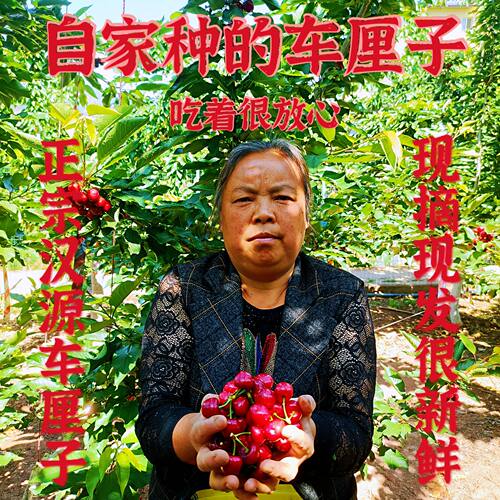 四川汉源车厘子套袋黑珍珠甜樱桃