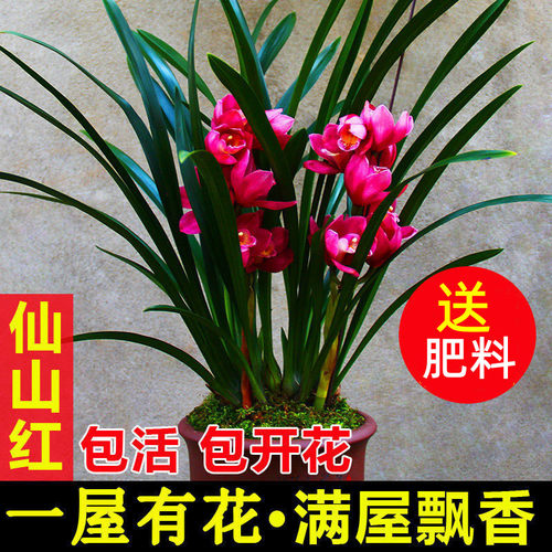 七色花盆栽质量怎么样 七色花盆栽口碑怎么样 小麦优选