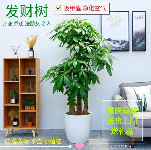 开业植物发财树招财树乔迁送礼