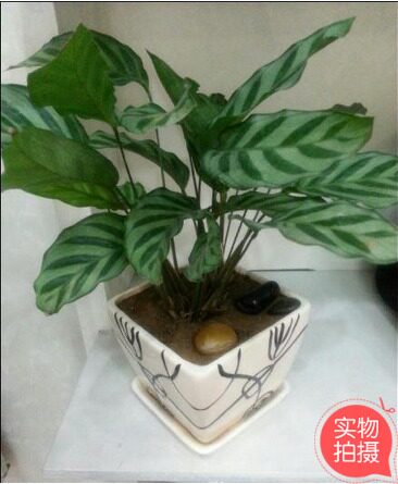 翠叶竹芋小植物办公室室内观叶盆桌面绿植