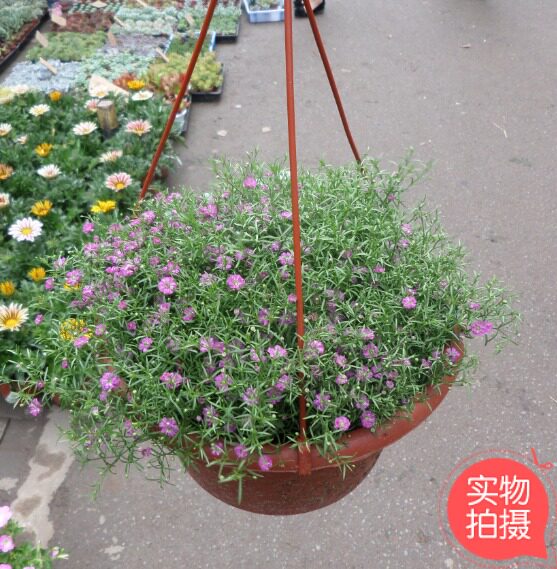 重庆满天星吊兰盆栽/绿植/盆景桌面绿植