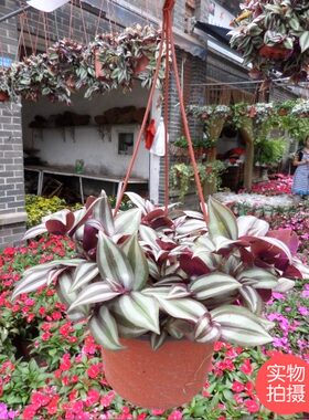 重庆花卉紫罗兰植物办公室桌面室内盆栽阳台室外吊兰美观盆景同城