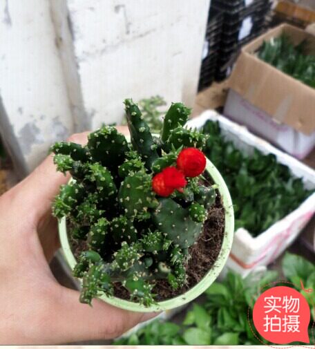 仙人掌办公室桌面重庆同城小盆栽