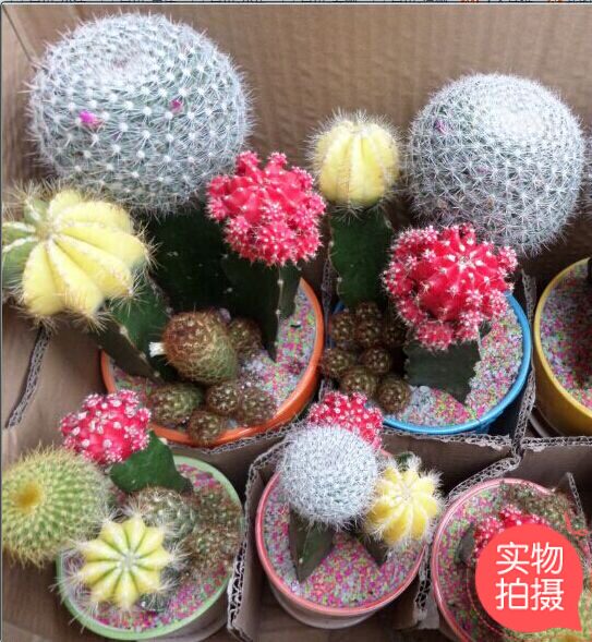 重庆植物办公室桌面电脑仙人掌球