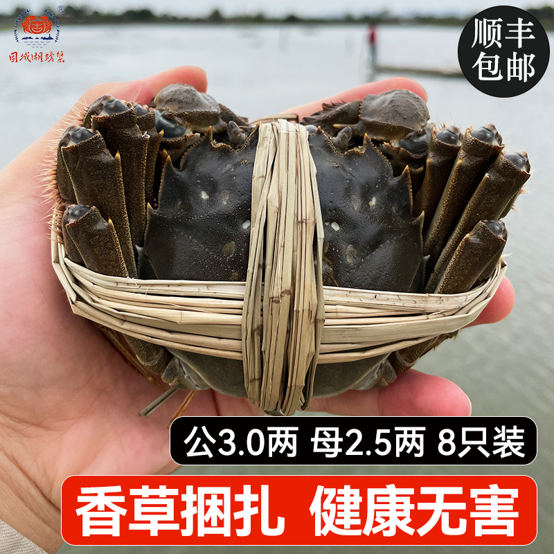 可全母大闸蟹固城湖鲜活特大礼盒