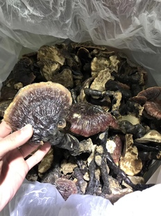 长白山野生松杉灵芝白肉灵芝白心赤芝深山整枝野生赤灵芝林芝250g