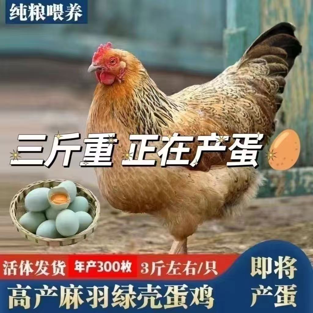 正宗散养三斤高产绿壳蛋鸡苗麻羽土鸡活苗小鸡活苗蛋鸡产蛋鸡苗