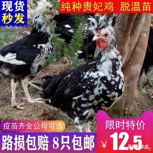 观赏小鸡贵妃鸡苗鸡活体宠物小鸡活苗半大鸡脱温苗贵妇鸡包活包邮
