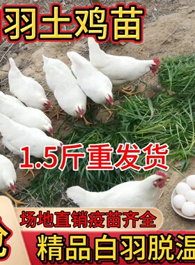精品1.5斤白羽鸡产蛋母鸡包邮