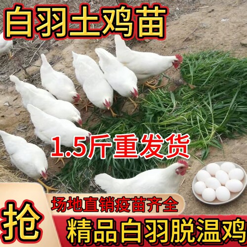 精品1.5斤白羽鸡产蛋母鸡包邮