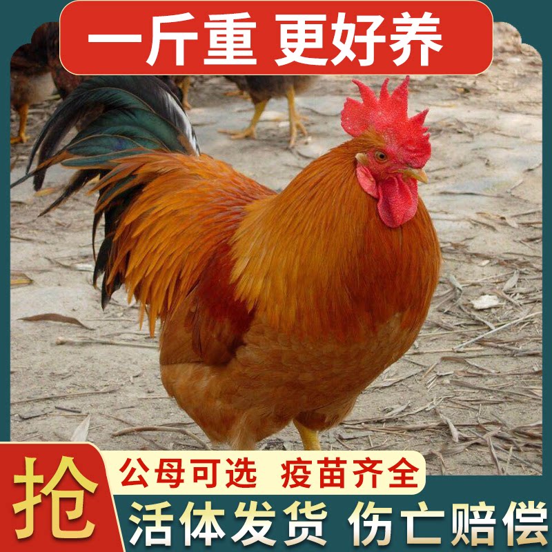 一斤纯种巨型九斤红公鸡大红公鸡苗活体鸡土鸡走地鸡活苗阉鸡公鸡