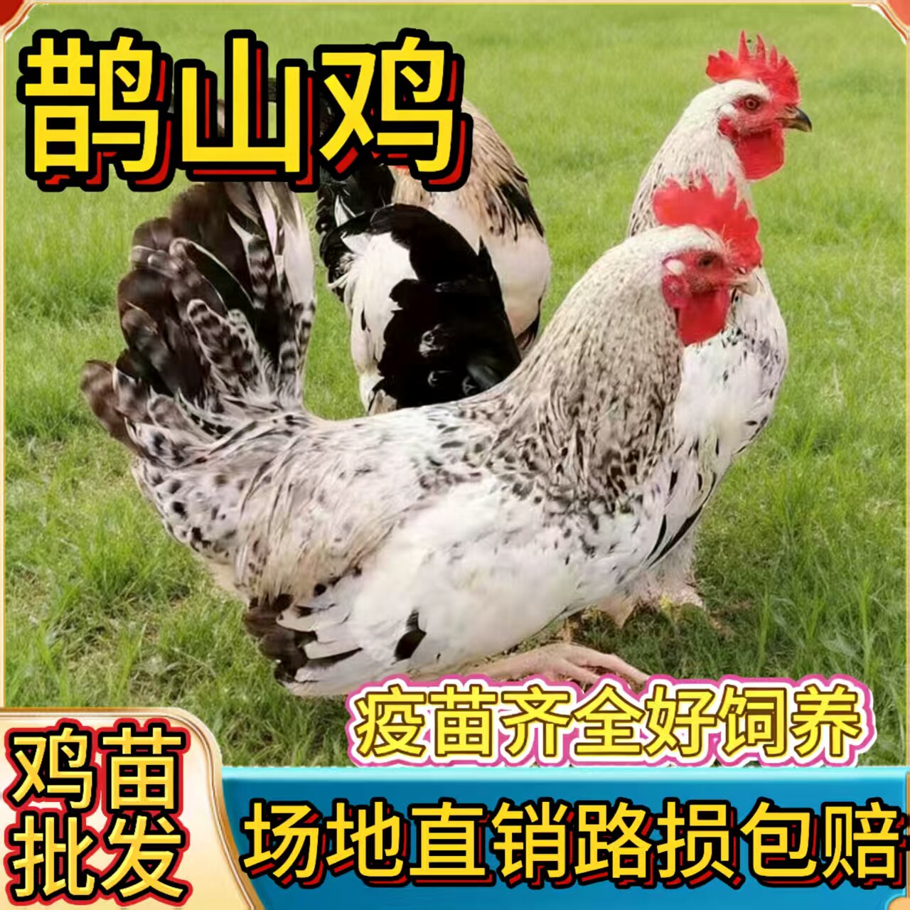 纯种鹊山鸡小鸡活苗观赏鸡脱温鸡苗宠物鸡小鸡活苗高产蛋鸡土鸡苗