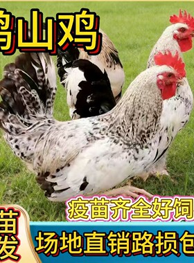 纯种鹊山鸡小鸡活苗观赏鸡脱温鸡苗宠物鸡小鸡活苗高产蛋鸡土鸡苗