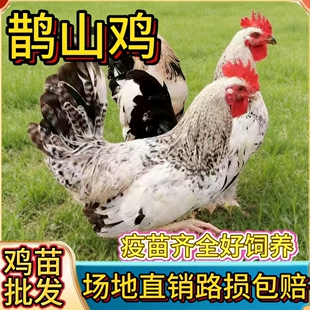 纯种鹊山鸡小鸡活苗观赏鸡脱温鸡苗宠物鸡小鸡活苗高产蛋鸡土鸡苗