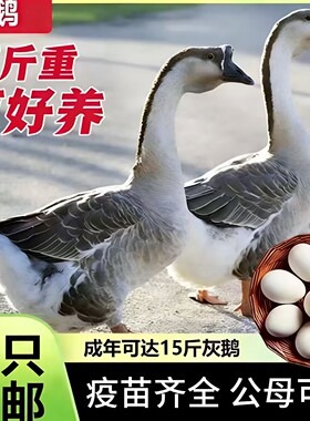 纯种两斤灰鹅大种灰鹅脱温鹅苗小鹅活苗高产蛋鹅苗两斤鹅苗大种鹅