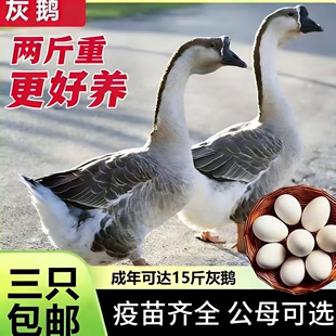 纯种两斤灰鹅大种灰鹅脱温鹅苗小鹅活苗高产蛋鹅苗两斤鹅苗大种鹅