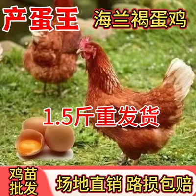 散养1.5斤海兰褐产蛋鸡鸡苗活苗母鸡活体青年鸡产蛋王下蛋鸡土鸡