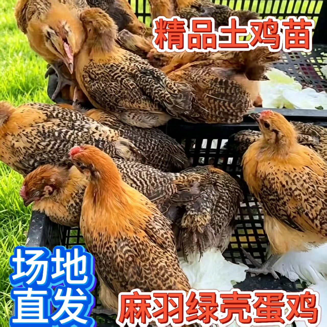 纯种1斤麻羽蛋鸡活苗绿壳小鸡活苗高产蛋鸡土鸡活苗散养小鸡活苗