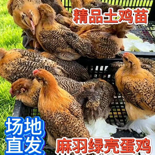纯种1斤麻羽蛋鸡活苗绿壳小鸡活苗高产蛋鸡土鸡活苗散养小鸡活苗