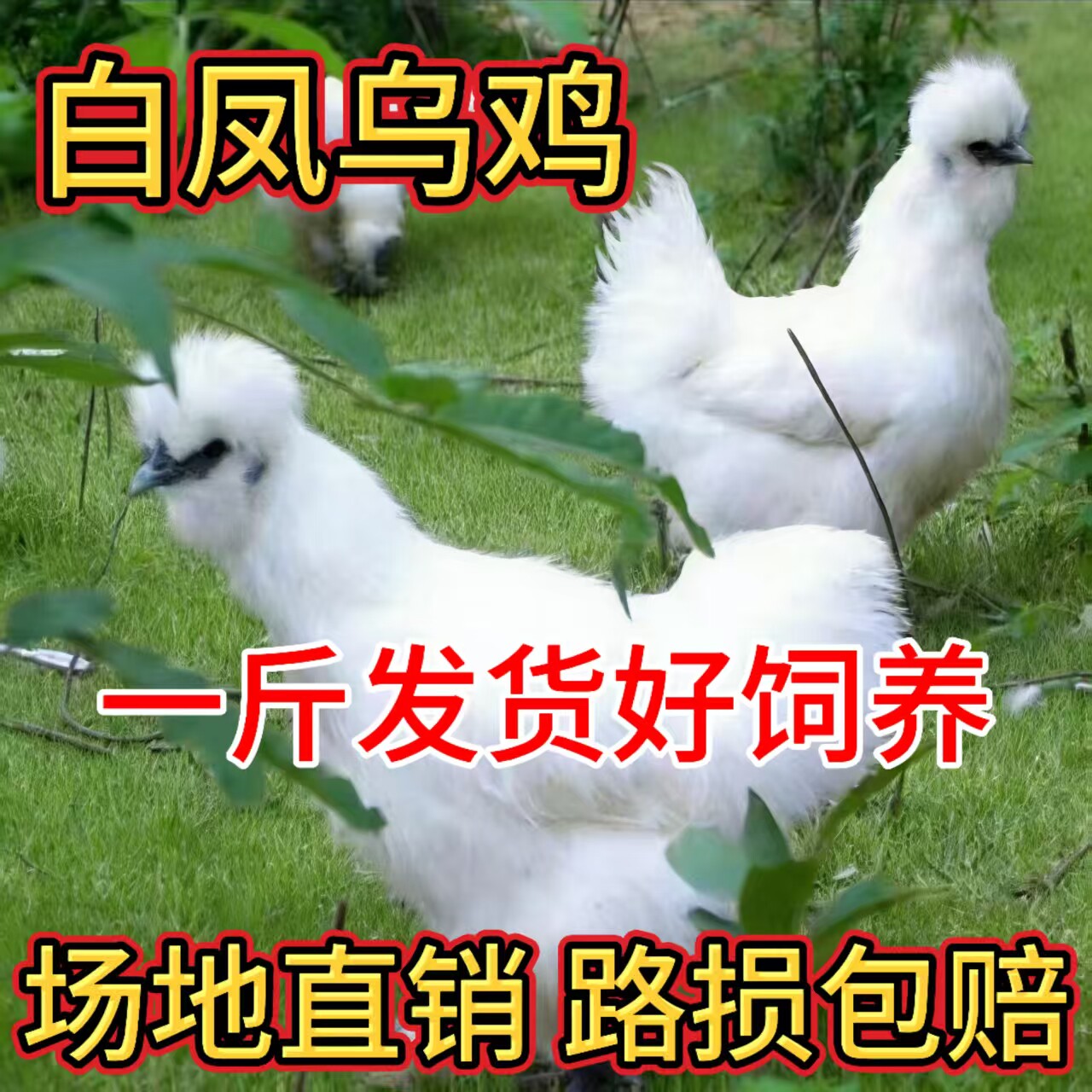 纯种一斤白凤乌鸡活苗白毛乌鸡苗泰和乌鸡活苗乌骨鸡苗鸡苗土鸡苗