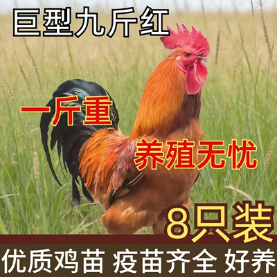 散养一斤九斤红公鸡活苗小鸡活苗红玉鸡苗红公鸡活苗鸡活苗脱温苗