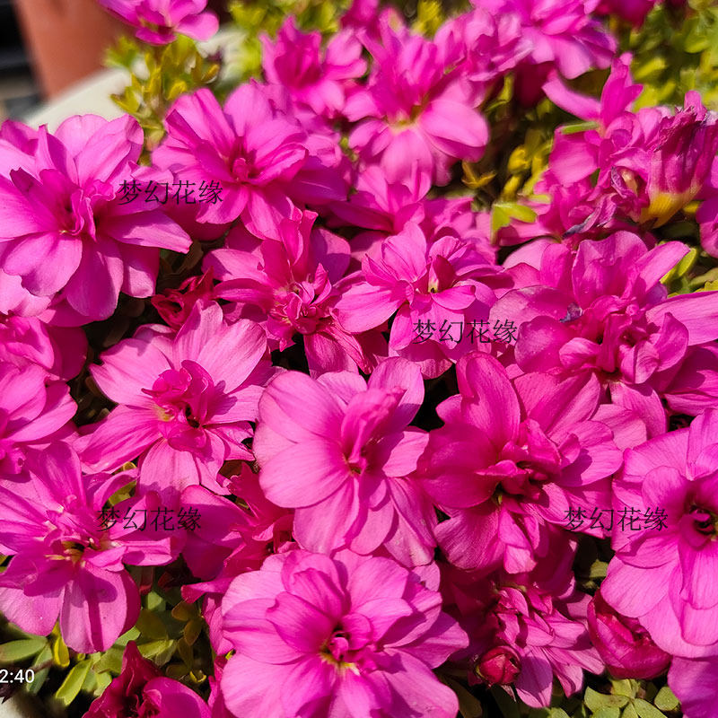 酢浆草重瓣粉白桃之辉早晚花秋植草花种球根花卉阳台楼顶盆栽绿植