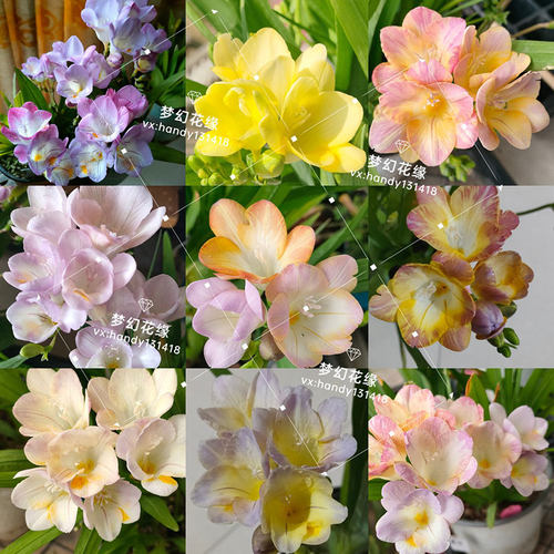 小苍兰【矮生早花】自育杂交香花香雪兰种球根阳台楼顶盆栽花卉