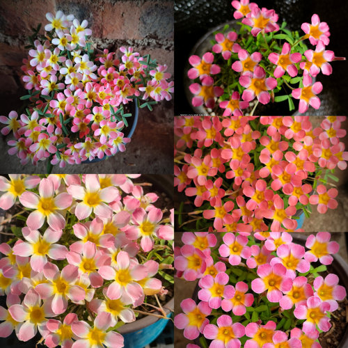 酢浆草【糖果盒系列】早花西梅石榴野蔷薇草莓苹果秋植种球根花卉