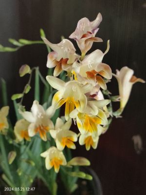 小苍兰【原生小苍兰】秋植矮生海石竹绿花种球根秋植盆栽花卉