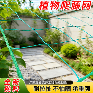 爬藤网植物豆角丝瓜月季黄瓜荷兰豆瓜果百香果新型攀爬网搭架网
