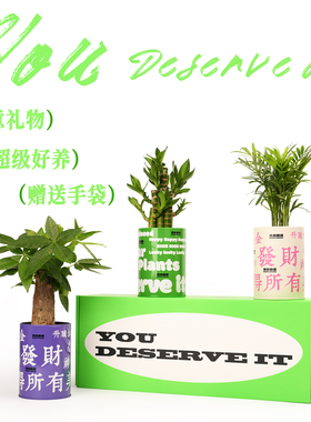 光合植物发财树办公室桌面绿植工位盆栽女生生日新年礼物植物礼盒