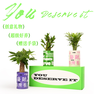 光合植物发财树办公室桌面绿植工位盆栽女生生日新年礼物植物礼盒