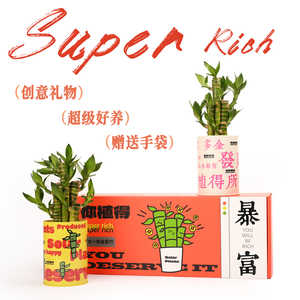 富贵竹创意盆栽礼盒新年礼物绿植