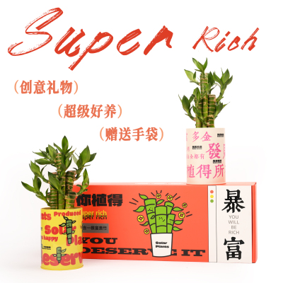 富贵竹创意盆栽礼盒新年礼物绿植