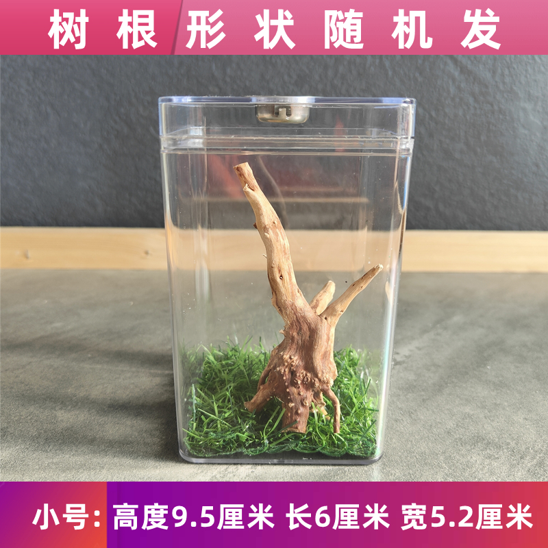 昆爬虫螳螂笼鸣虫油葫芦观赏盒