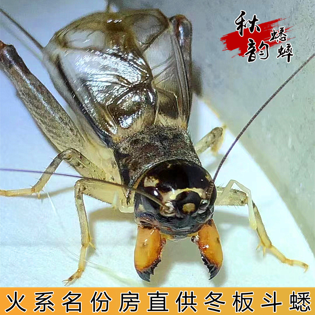 火系宁阳野生蟋蟀份房白虫蛐蛐
